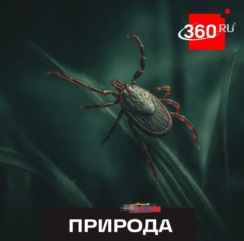 Клещи проснулись на месяц раньше в Подмосковье