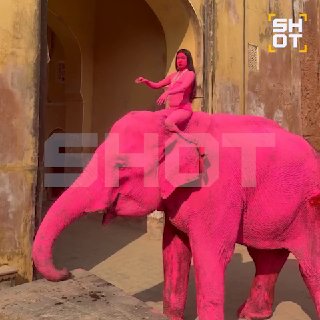 Россиянку обвинили в жестоком обращении с животными за покраску слона в розовый цвет