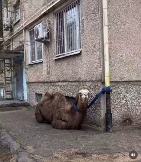 Верблюда оштрафовали за парковку в Казахстане