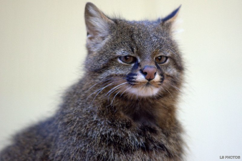 Иллюстрация 2