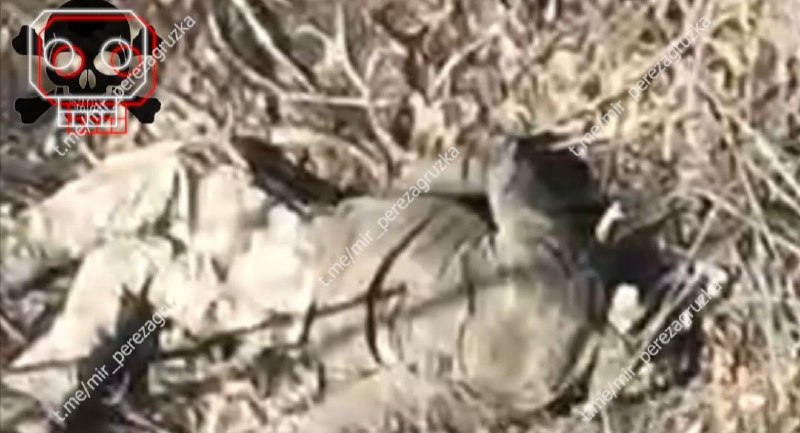 Иллюстрация 5