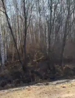 Неожиданная встреча с амурским тигром в Хабаровском крае