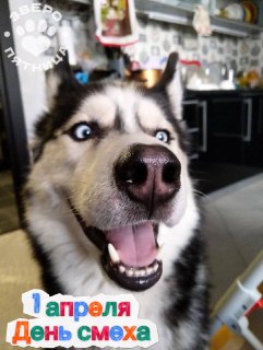 Празднуем День смеха и знакомимся с ЗвероПятницей