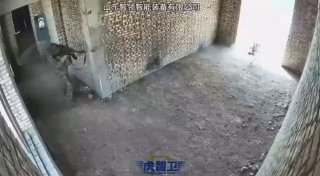 Робособака с турелью штурмует здание – китайцы отрабатывают применение боевых роботов в условиях городской застройки.