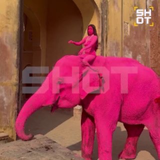 Умер слон, которого российская блогерша покрасила в розовый цвет ради фотосессии