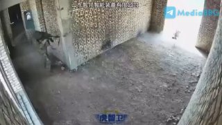 Китай испытывает вооруженных роботов-собак