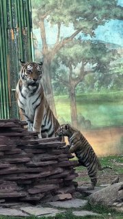 В зоопарке Алматы назвали тигрят-тройняшек